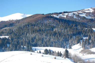 karlı kış, ağaçlar