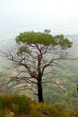 ağaç tepe üzerinde