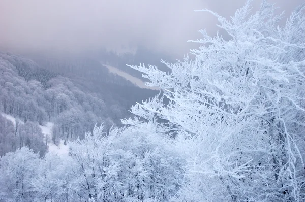 白雪皑皑的冬天树 — 图库照片