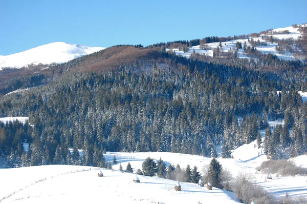 Snowy winter trees — Stock Photo, Image