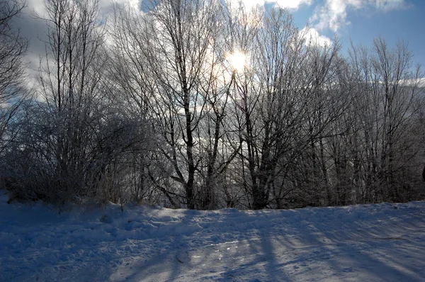 Snøfylte trær – stockfoto