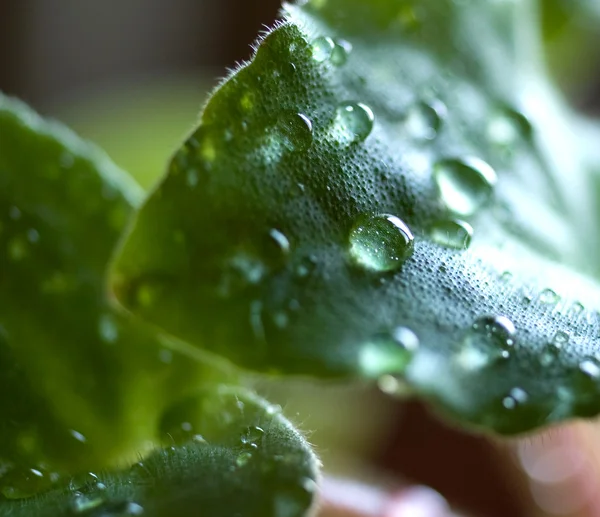 stock image Green leaves with drops