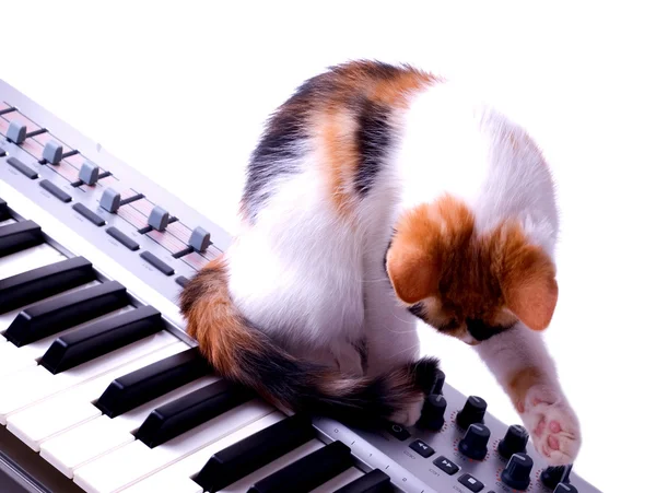 Cat sitting on the piano — Stock Photo, Image
