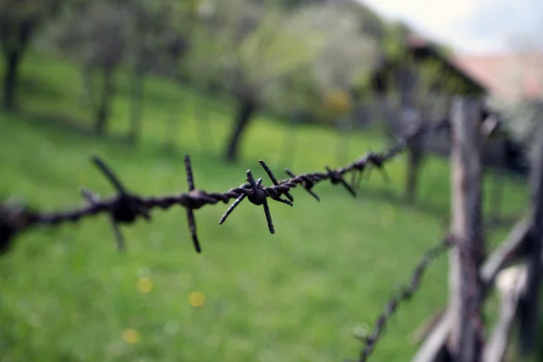 Barbed wire Stock Picture