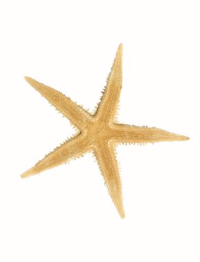 Starfish isolated clipart