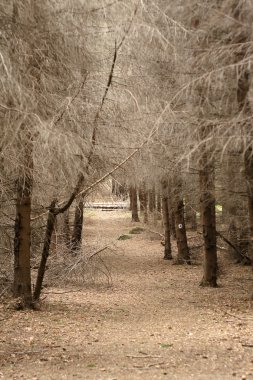 Dağ yolu