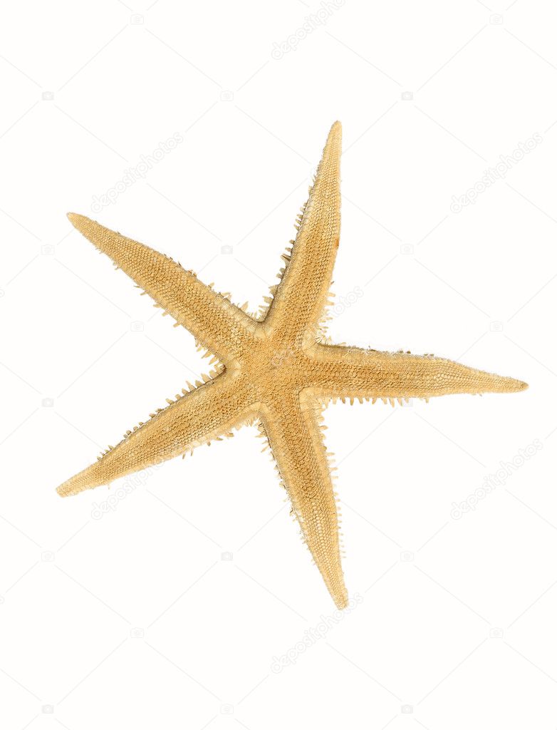 Starfish isolated