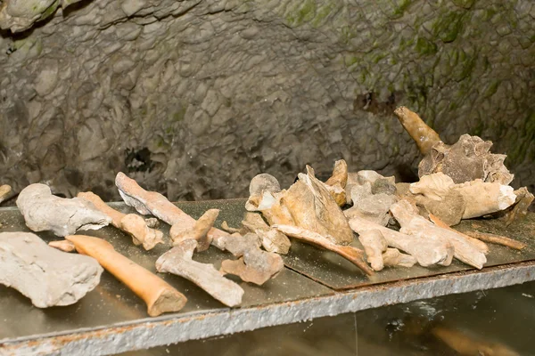 stock image Animal bones