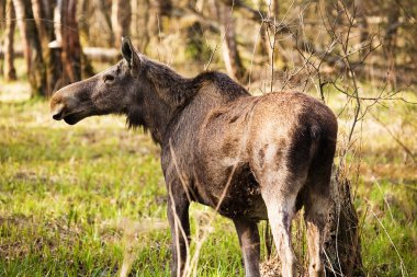 Elk 1