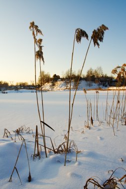 kış, gün batımı, reed