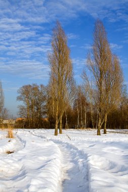 Winter, snow, pathway, poplars clipart