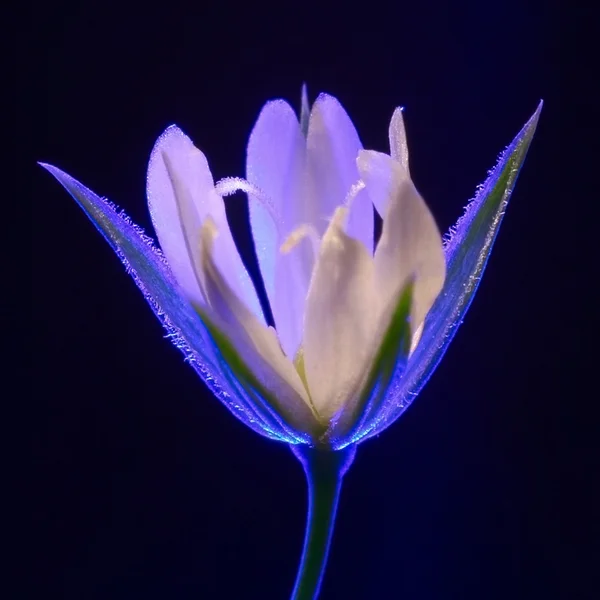 幻の花 — ストック写真