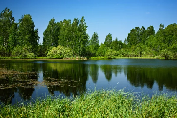 Pond,birches — Stock Photo, Image