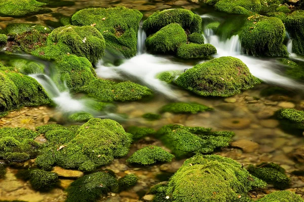 Moss,dam — Stock Photo, Image