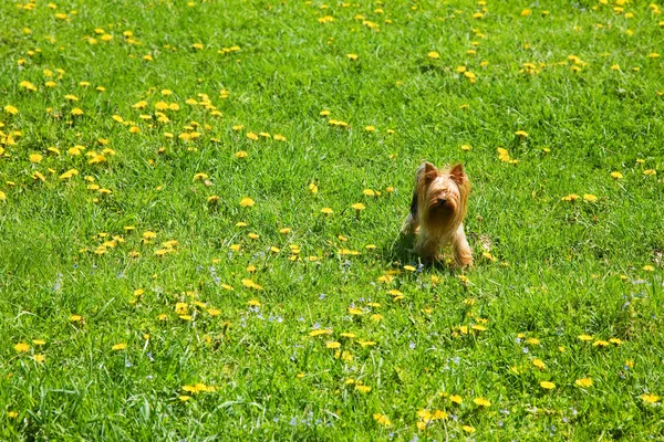 stock image Maltese,dandelions