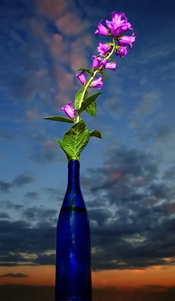 Bellflowers üveg — Stock Fotó