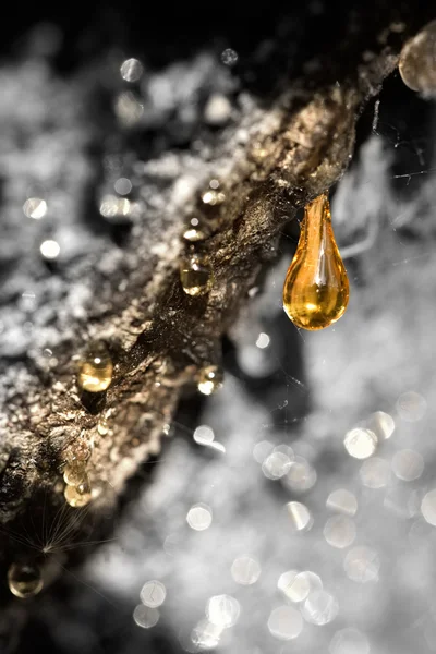 stock image Amber tear