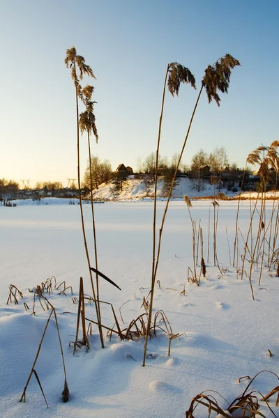 Kış, gün batımı, reed — Stok fotoğraf