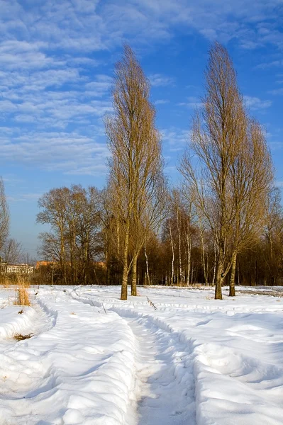 Winter, snow, pathway, poplars — Stock Photo, Image