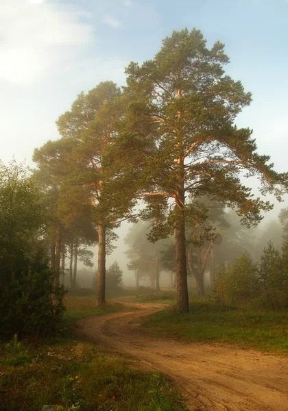 stock image Twisting path in a fog