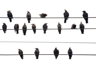 Birds on a Wire. Isolated on white. clipart