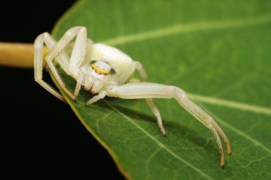 Extreme closeup of a spider on a leaf clipart