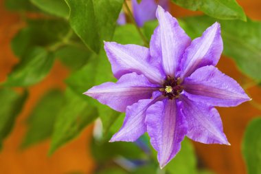 Clematis one clipart