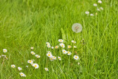 Dandelion,camomiles clipart