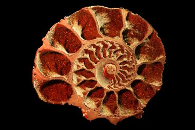 Ammonite red clipart