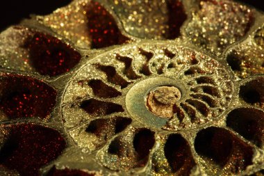 Ammonite, macro, inclined clipart