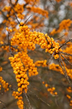 Sea-buckthorn,autumn clipart