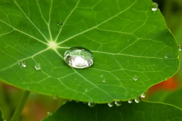 stock image Drop on a leaf (Macro)