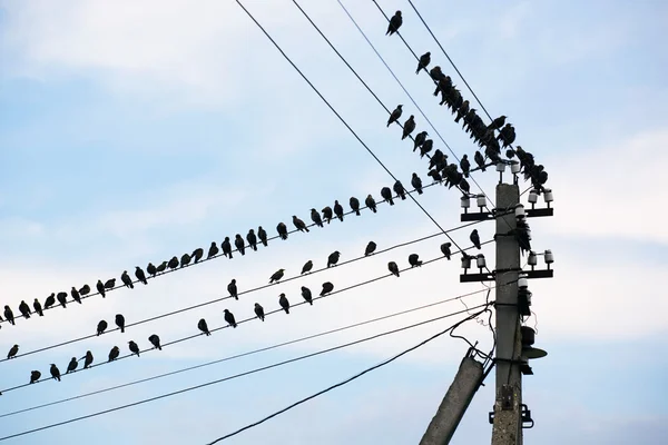 Stock image Birds, wires, pole