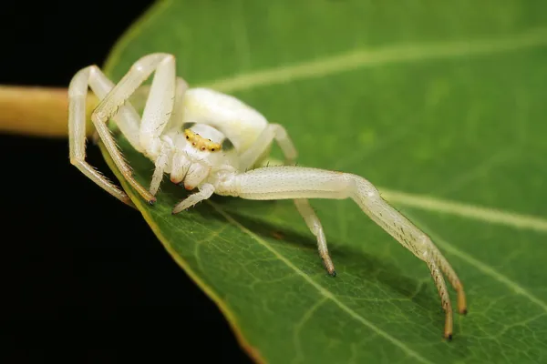 Екстремальний крупним планом павук на листі — стокове фото