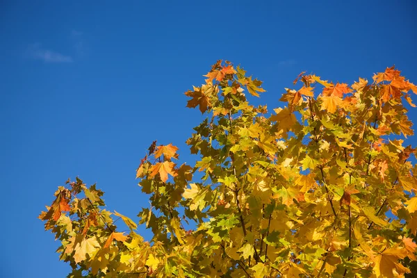 Autumnal maple — Stock Photo, Image