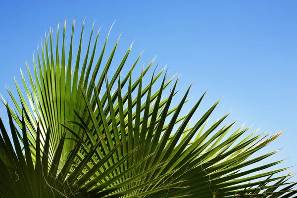 Palm's pattern — Stock Photo, Image