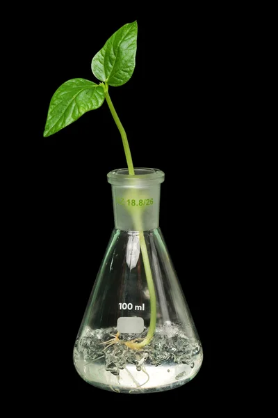 Sprout,flask — Stock Photo, Image