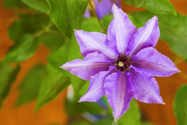 Stock image Clematis one