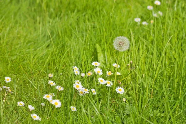 stock image Dandelion,camomiles