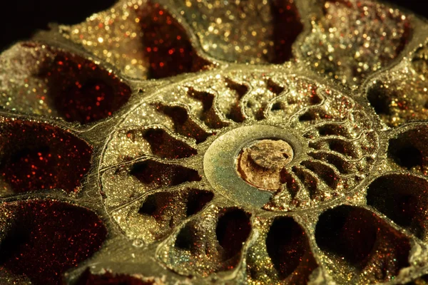 Ammonite, macro, inclined — Stock Photo, Image