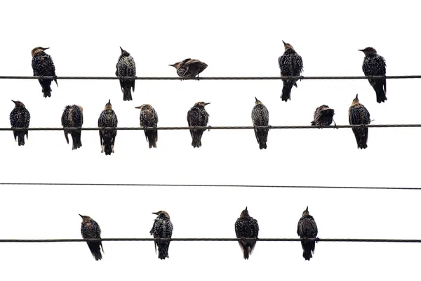 Pájaros en un alambre. Aislado sobre blanco . Imágenes de stock libres de derechos