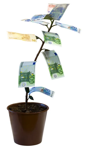 Drzewo pieniądze (Euro) Obrazek Stockowy