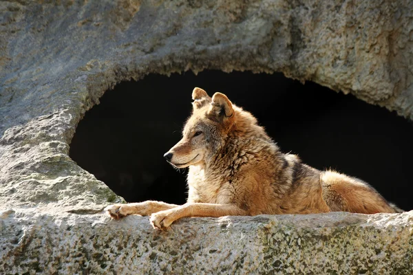Solar wolf Stockfoto