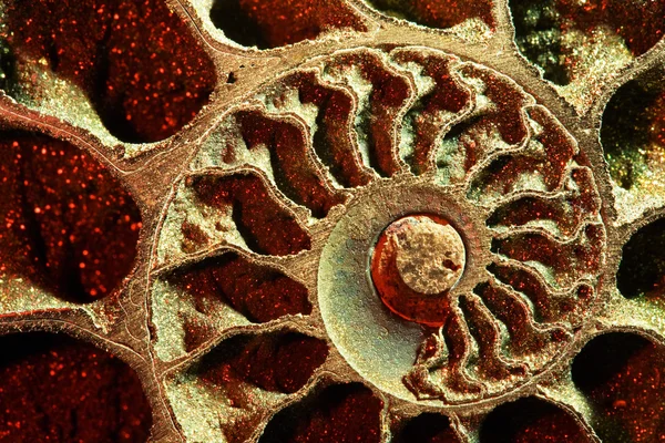 Ammonit röd, makro Stockbild