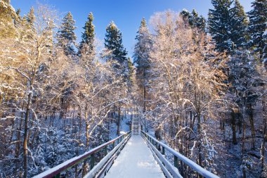 Fir-tree under a snow. Symmetric. clipart