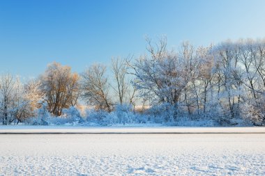 Trees covered by hoarfrost clipart