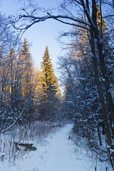 Snow footpath — Stock Photo, Image