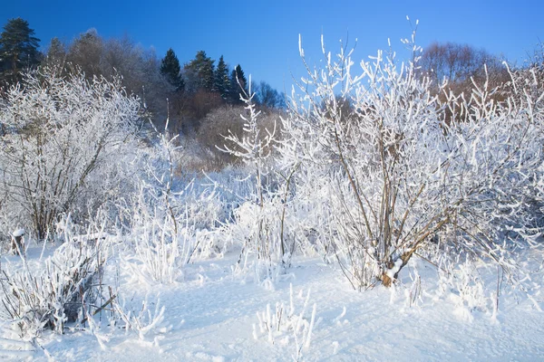 Bushes covered by hoarfrost. Landscape. — Stock Photo, Image