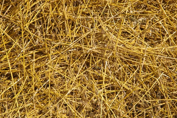 Stock image Hay texture