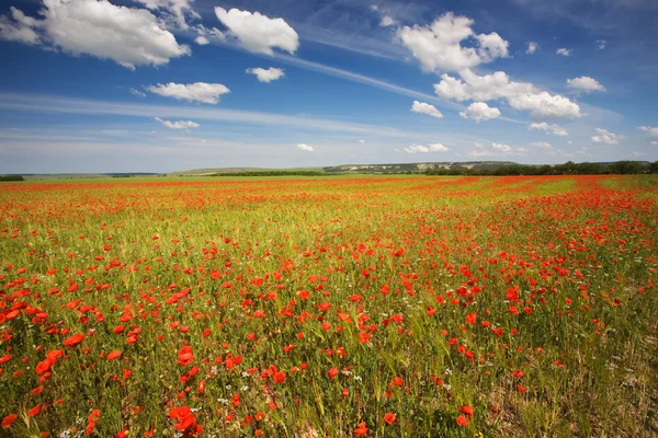 stock image Spring field of red poppies